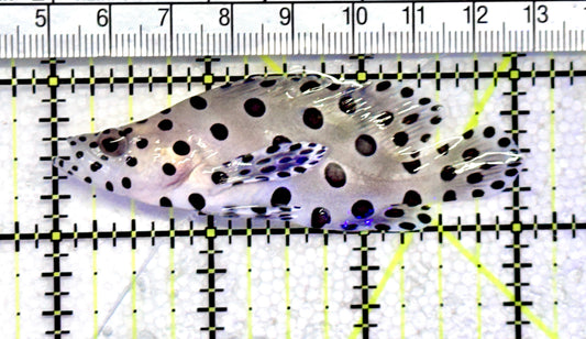Panther Grouper PG072501 WYSIWYG Size: S 3" approx