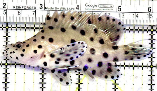 Panther Grouper PG072501 WYSIWYG Size: M 4"