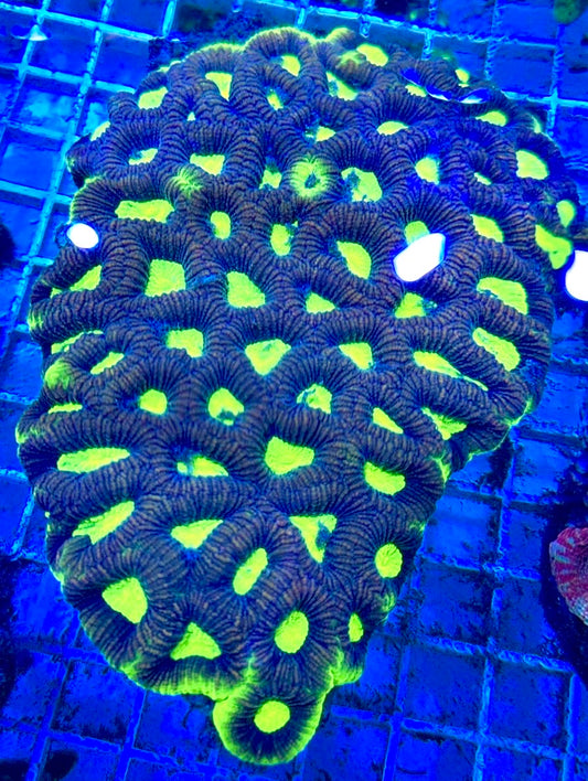 Aussie Ultra Neon Favia Colony AUNF081701 WYSIWYG