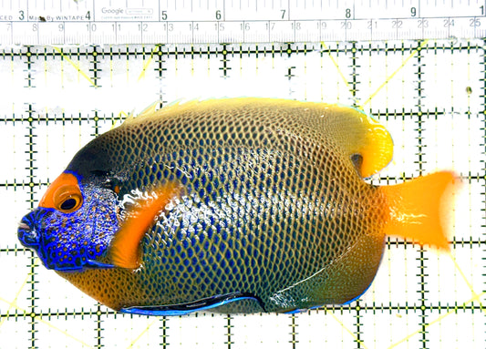 Blueface Angelfish Adult (Sumatra Vibrant Colors) BAA060103 WYSIWYG Size: XXL/Show 6.75" approx