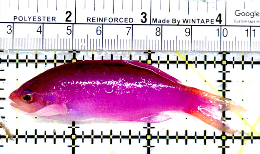 Purple Queen Anthias PQA072501 WYSIWYG Size: XL 3.25"