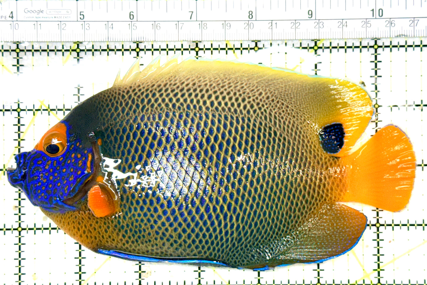 Blueface Angelfish Adult (Sumatra Vibrant Colors) BAA060104 WYSIWYG Size: XXL/Show 6.75" approx