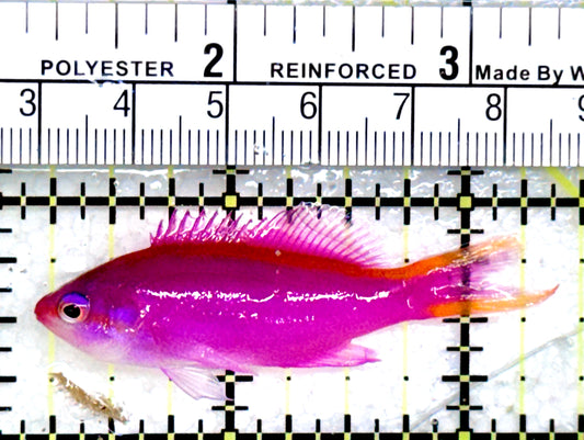 Purple Queen Anthias (Cebu) PQA072502 WYSIWYG Size: M 2"