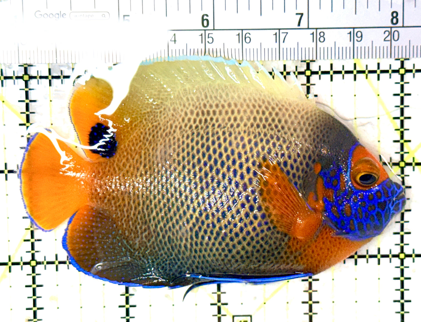 Blueface Angelfish Adult (Sumatra Vibrant Colors) BAA060105 WYSIWYG Size: L 4.25" approx