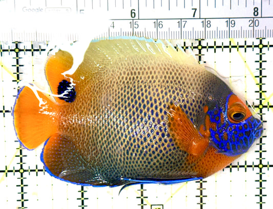Blueface Angelfish Adult (Sumatra Vibrant Colors) BAA060105 WYSIWYG Size: L 4.25" approx