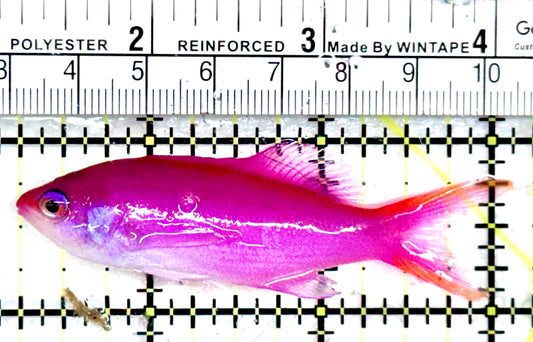 Purple Queen Anthias (CEBU) PQA072503 WYSIWYG Size: L 2.75"