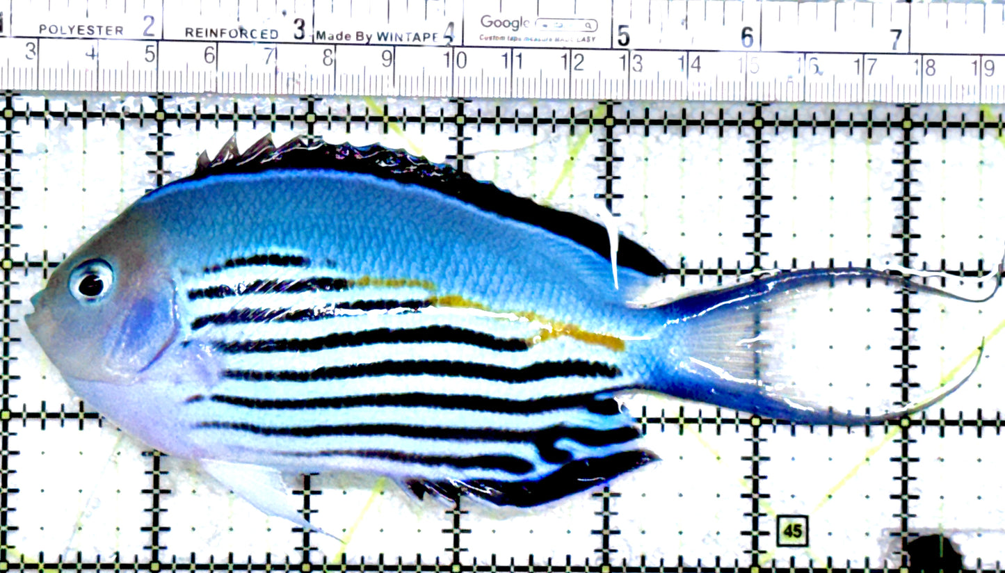 Watanabe Angelfish (Male) WAM072501 WYSIWYG Size: XXL/Show 6.5"