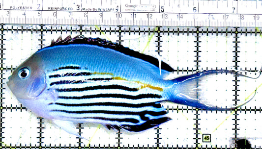 Watanabe Angelfish (Male) WAM072501 WYSIWYG Size: XXL/Show 6.5"