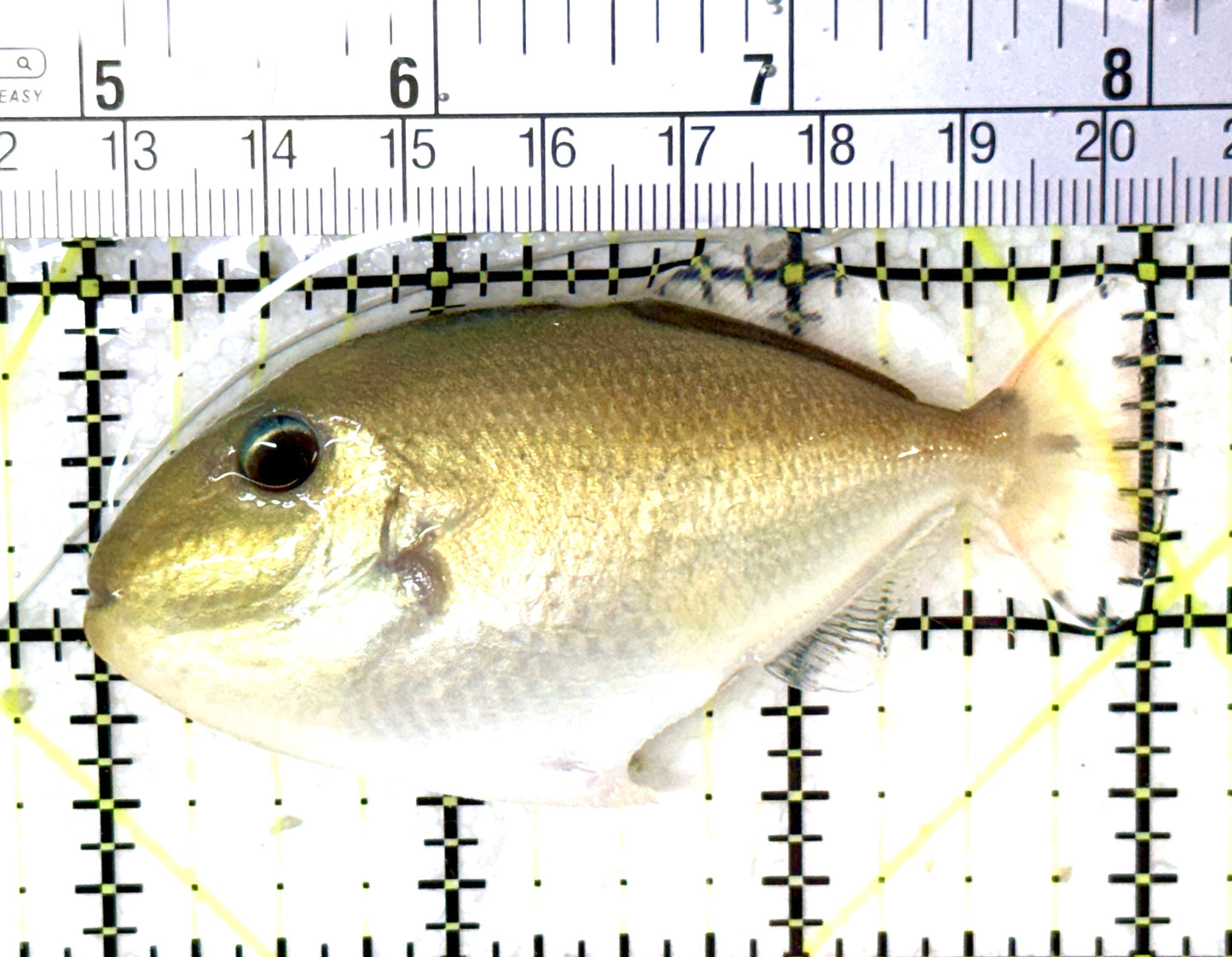 Goldenback Triggerfish GT060101 WYSIWYG Size: M (Juvenile 3") See Note