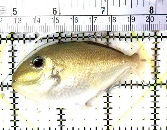 Goldenback Triggerfish GT060101 WYSIWYG Size: M (Juvenile 3") See Note