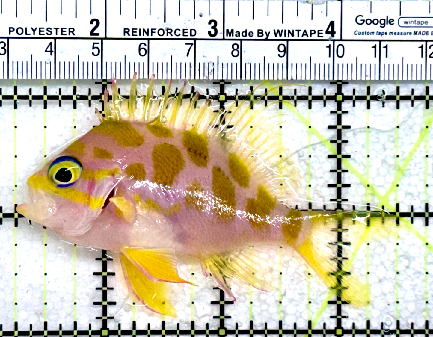 Borbonius Anthias BA072501 WYSIWYG Size: L 3.25"