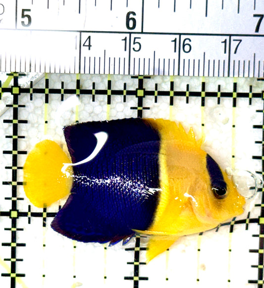 Bicolor Angelfish BA060101 WYSIWYG Size: M 1.75" approx