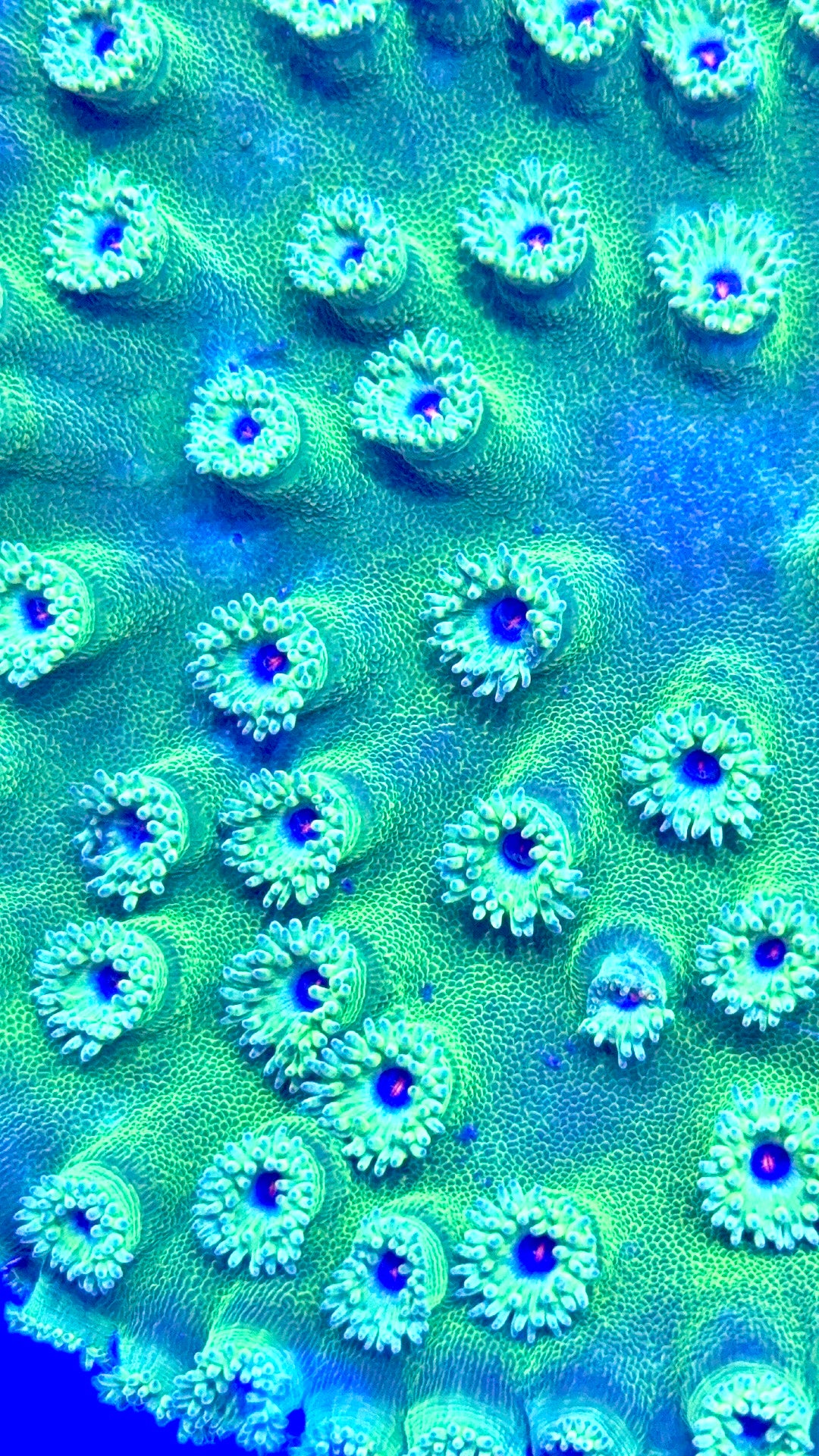 Aussie Neon Pagoda Cup Coral Size: S 0.75" to 1" Diameter Approx