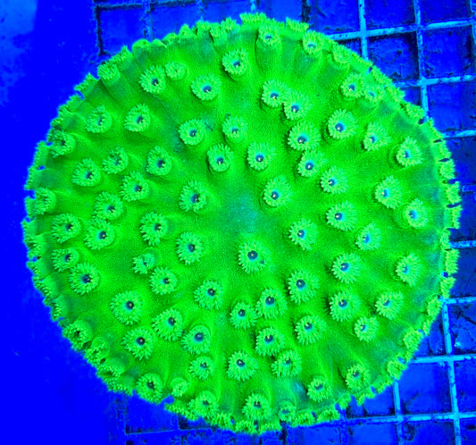 Green Pagoda Cup Coral GPC081701 WYSIWYG