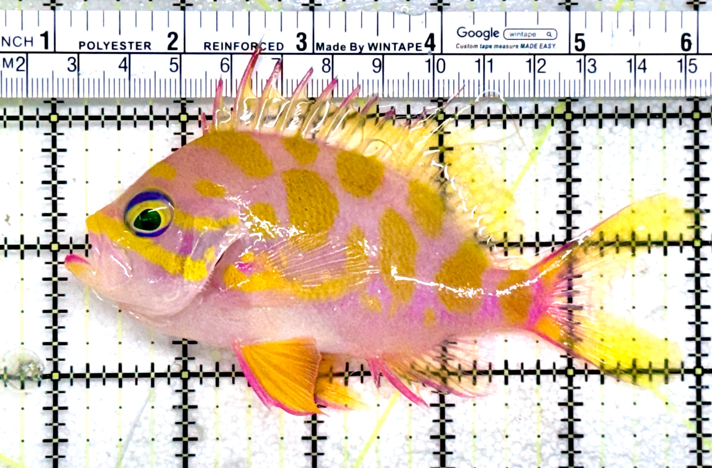 Borbonius Anthias BA072504 WYSIWYG Size: XL 5"