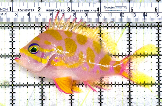 Borbonius Anthias BA072504 WYSIWYG Size: XL 5"