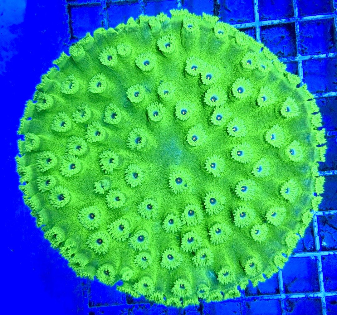 Aussie Neon Pagoda Cup Coral Size: S 0.75" to 1" Diameter Approx