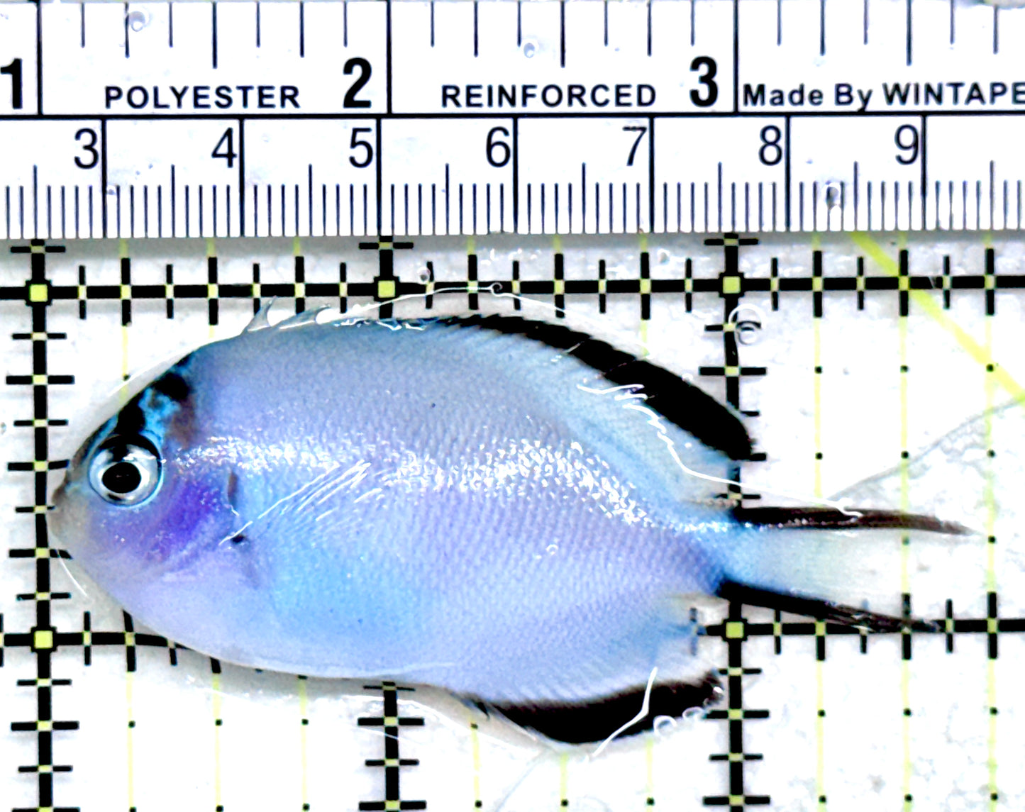 Watanabe Angelfish (Female) WAF072501 WYSIWYG Size: M 2.75"