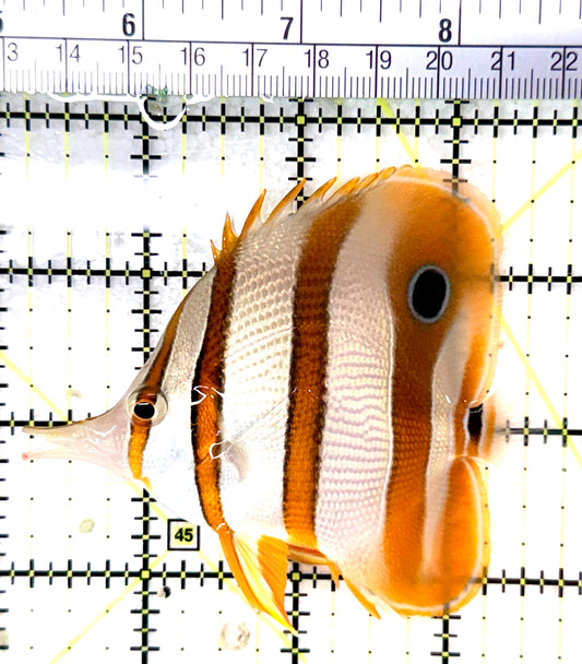 Copperband Butterflyfish CB060102 WYSIWYG Size: L 3.75" approx
