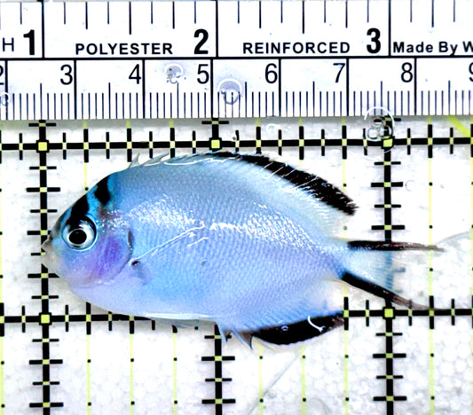 Watanabe Angelfish (Female) WAF072502 WYSIWYG Size: M 2.25"