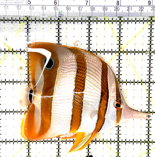 Copperband Butterflyfish CB060103 WYSIWYG WYSIWYG Size: XL 4.5" approx