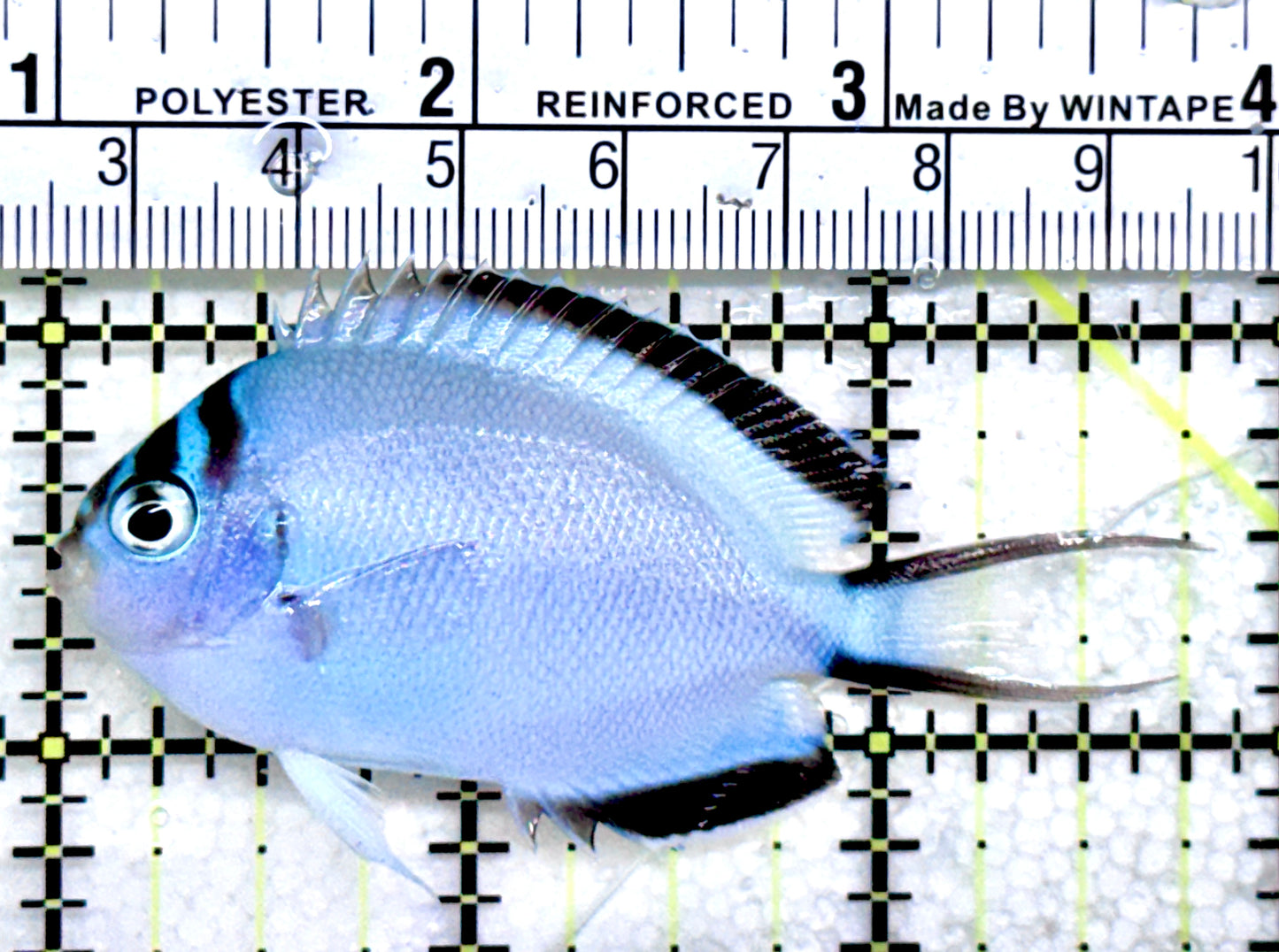 Watanabe Angelfish (Female) WAF072503 WYSIWYG Size: M 2.75"