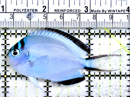 Watanabe Angelfish (Female) WAF072503 WYSIWYG Size: M 2.75"