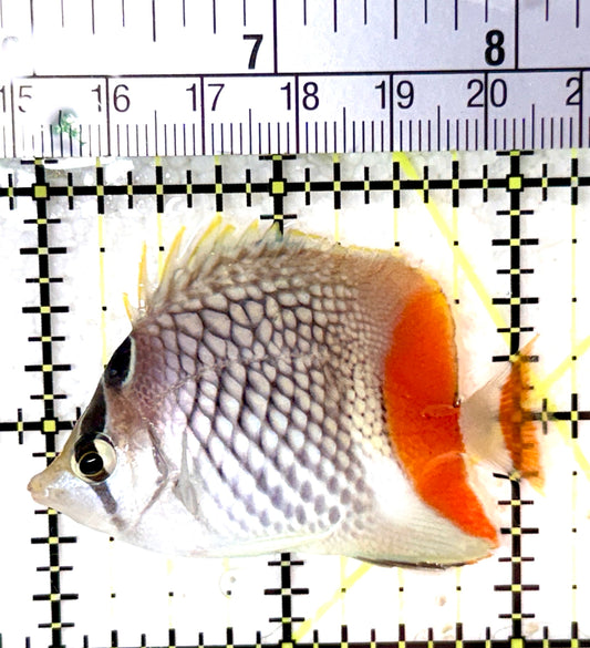Pearlscale Butterflyfish PB060101 WYSIWYG Size: S 2.25" approx
