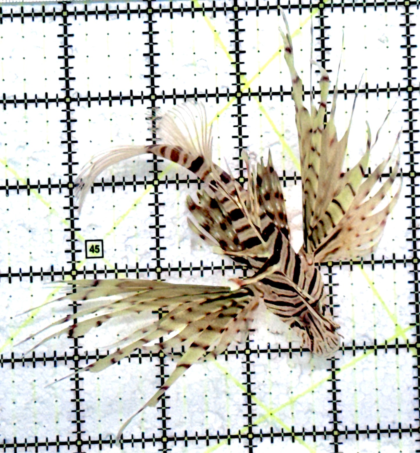 Black Volitan Lionfish BVL072502 WYSIWYG Size: ML 4"