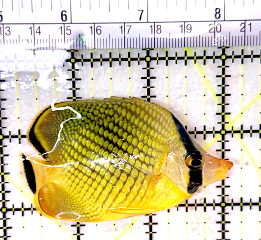 Raffle's Latticed Butterflyfish RLB053101 WYSIYWG Size: M 3"