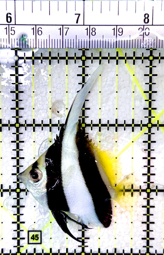 Heniochus Butterflyfish HB053101 WYSIWYG Size: S 2"