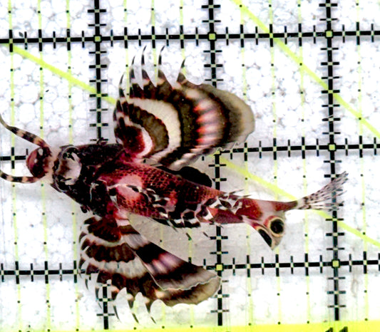 Fu Manchu Lionfish FML072501 WYSIWYG Size: M 3"