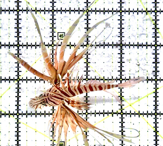 Red Volitan Lionfish RVL072501 WYSIWYG Size: M 3.5"