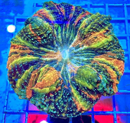 Rainbow Acanthophyllia RA081701 WYSIWYG