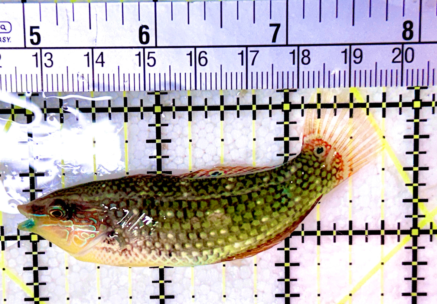 Melanurus Wrasse MW053101 WYSIWYG Size: L 3"