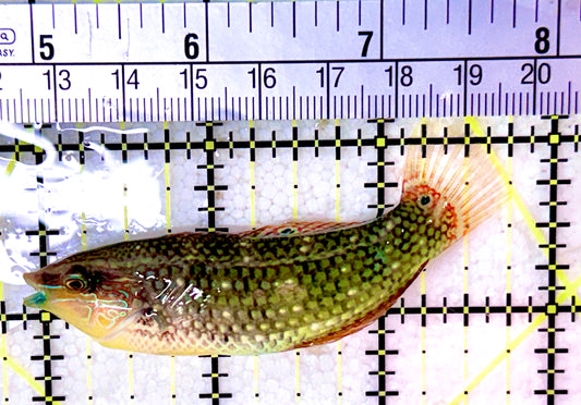 Melanurus Wrasse MW053101 WYSIWYG Size: L 3"