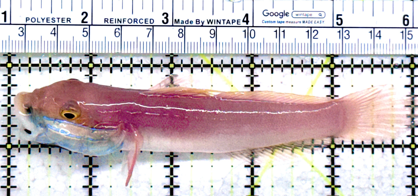 Bella Rose Sand Shifting Goby BRSG072502 WYSIWYG Size: XL 5"