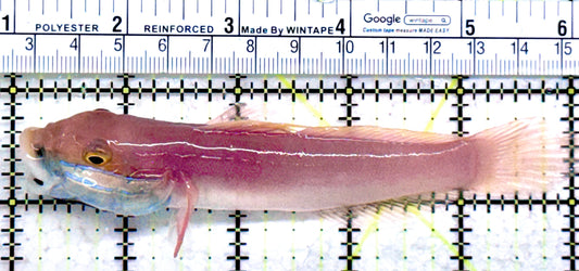Bella Rose Sand Shifting Goby BRSG072502 WYSIWYG Size: XL 5"