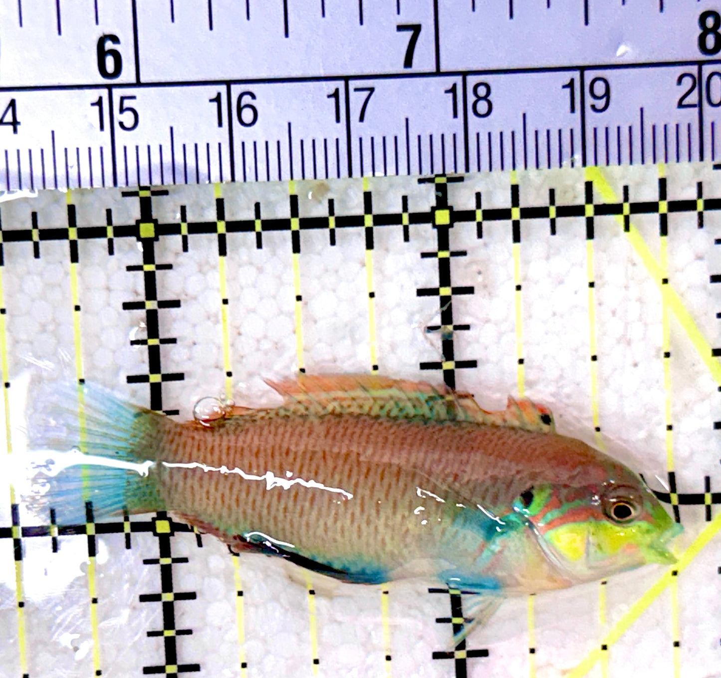 Moyer's Leopard Wrasse MLW053101 WYSIWYG Size: ML 2.25"