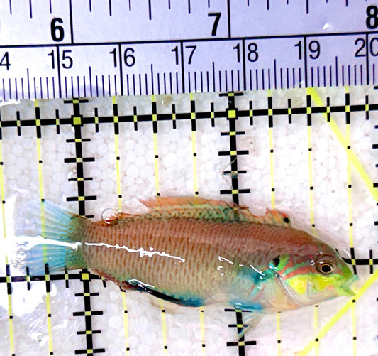 Moyer's Leopard Wrasse MLW053101 WYSIWYG Size: ML 2.25"