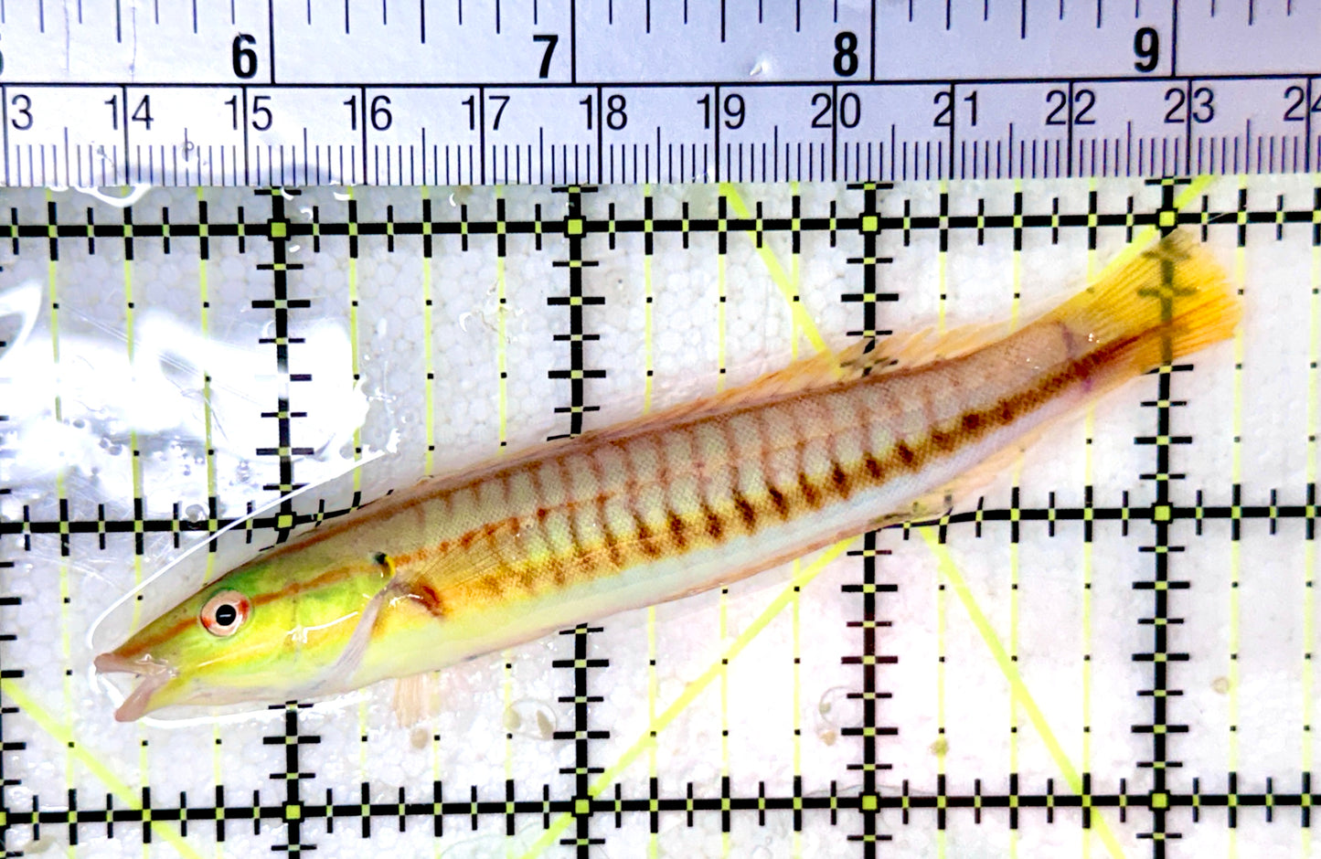 Red Ring Wrasse RRW053101 WYSIWYG Size: L 4"