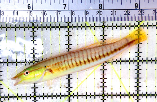 Red Ring Wrasse RRW053101 WYSIWYG Size: L 4"