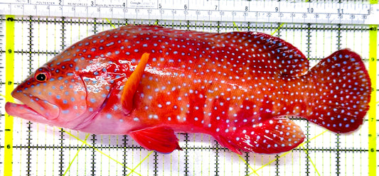 Miniatus Grouper MG072501 WYSIWYG Size: XXXL/SHOW 12"