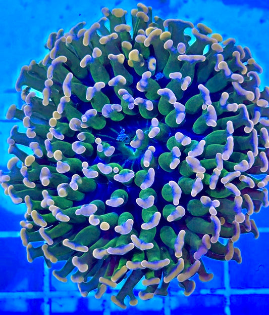 Bicolor Aussie Pink Hammer Coral BAPH081701 WYSIWYG