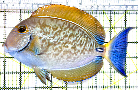 Bariene Tang BT072501 WYSIWYG Size: XXXL 8.5"
