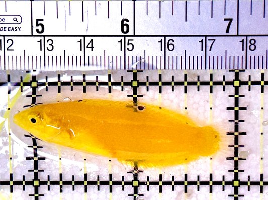 Yellow Coris Wrasse YCW053102 WYSIWYG Size: M 2.25"