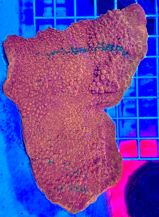 Ultra Hot Aussie Montipora UHAM081701 WYSIWYG
