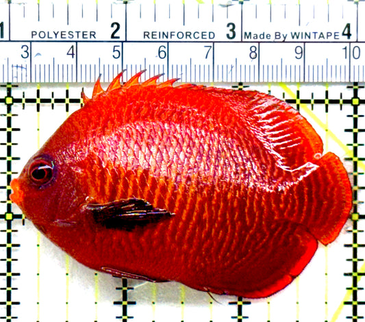 Golden Angelfish GA072501 WYSIWYG Size: 3"