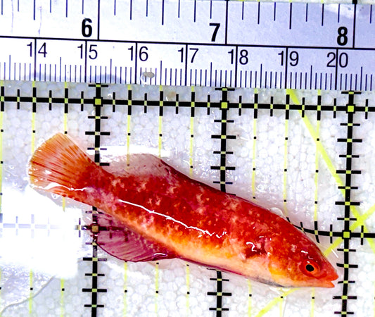 Red Parrot Wrasse RPW053101 WYSIWYG Size: S 2.5"