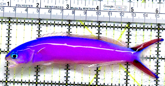 Purple Tilefish PT072502 WYSIWYG Size: XL 5"